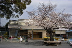 旧園舎と最後の桜